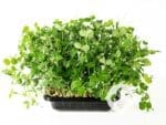 Pea Microgreen Punnet | Seedmart Australia