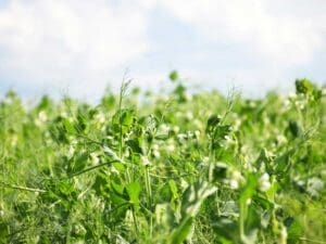 Field Peas | Seedmart Australia