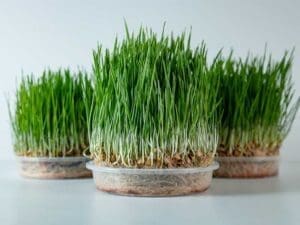 Living Wheatgrass Trays | Brisbane | Seedmart Australia