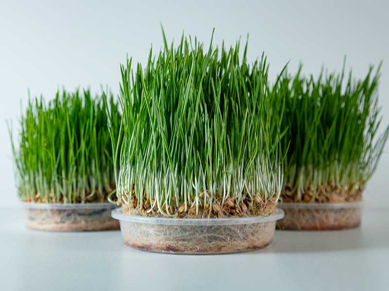 Living Wheatgrass Trays | Brisbane | Seedmart Australia