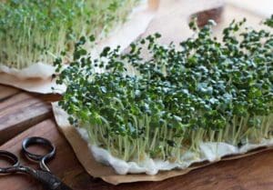 Broccoli Microgreen Home Header Seedmart Australia
