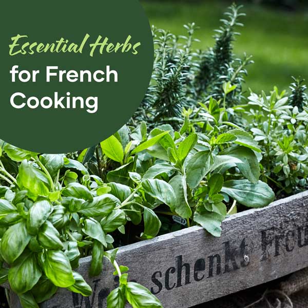 Essential Herbs for French Cooking | Seedmart Australia