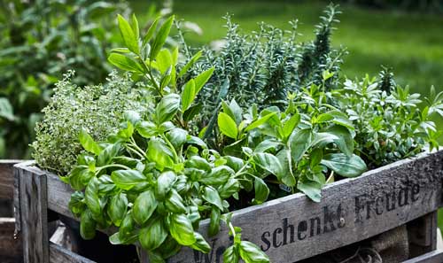 French Herbs in Cart | Seedmart Australia