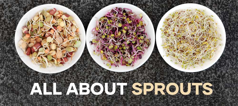 All About Sprouting Seeds | Seedmart Australia | Blog