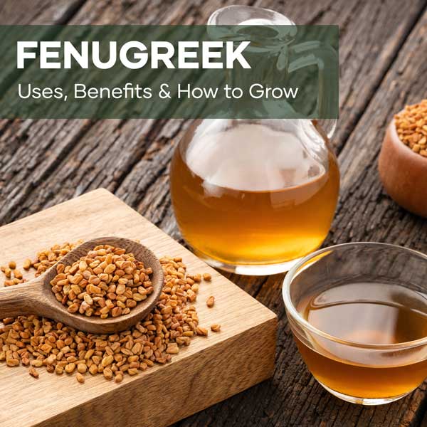 Fenugreek Blog Post | Featured Image | Seedmart Australia