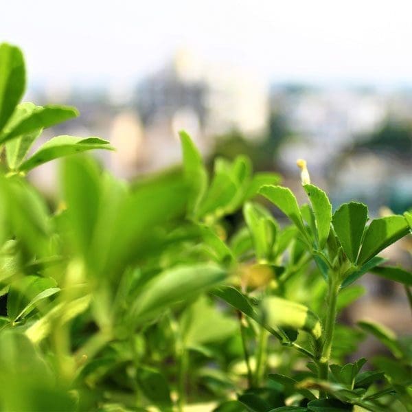 fenugreek-microgreens