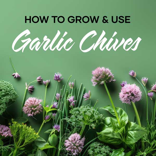How to Use & Grow Garlic Chives | Featured Image | Seedmart Australia