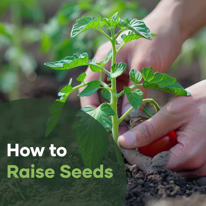 How to Raise Seeds | Seedmart Australia