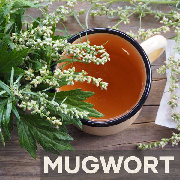 Mugwort Featured Image | Blog Post | Seedmart Australia