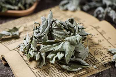 Mugwort History | Seedmart Australia
