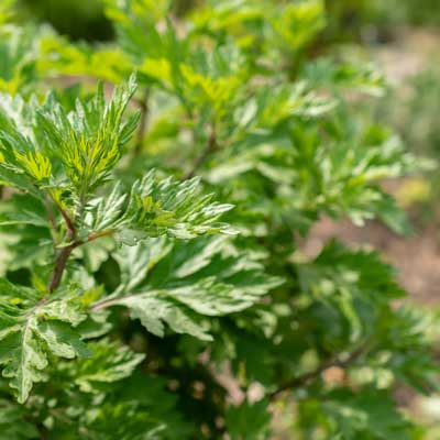 Mugwort Plant | Seedmart Australia