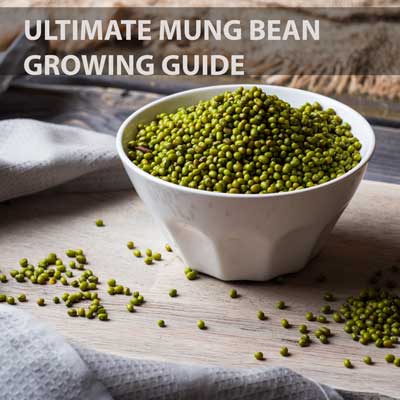 Mung Bean Blog Post Featured Image Seedmart