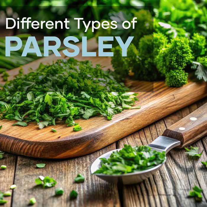Featured Image | Parsley Blog Post | Seedmart Australia