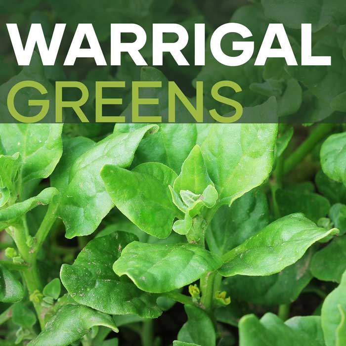 Warrigal Greens | Featured Image | Seedmart Australia
