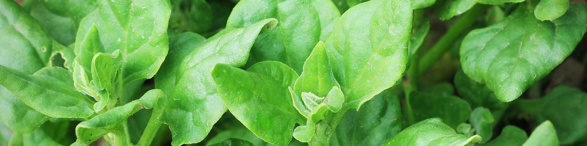 Warrigal Greens Header | Seedmart Australia