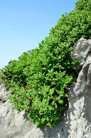 Warrigal Greens in the Wild | Seedmart Australia