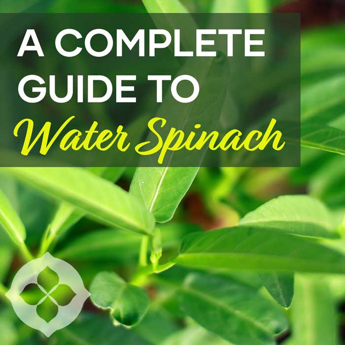 Water Spinach Featured Image | Seedmart Austrlalia Blog