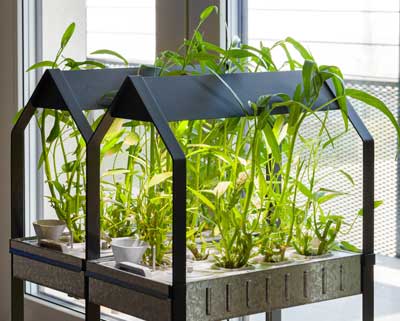 water-spinach-growing-hydra-seedmart-australia