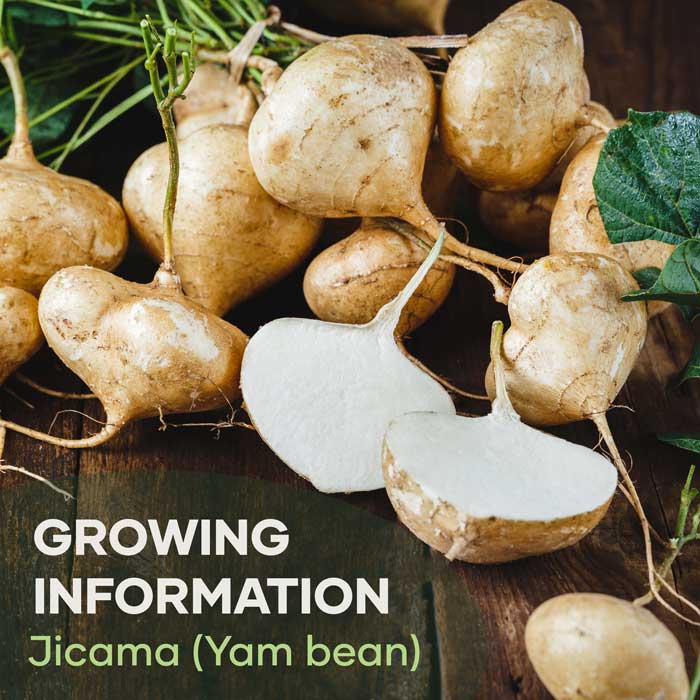 Yicama Yam Bean | Featured Image | Seedmart Australia