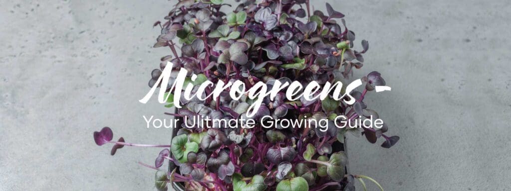 Microgreen Ultimate Growing Guide | Blog Banner | Seedmart Australia
