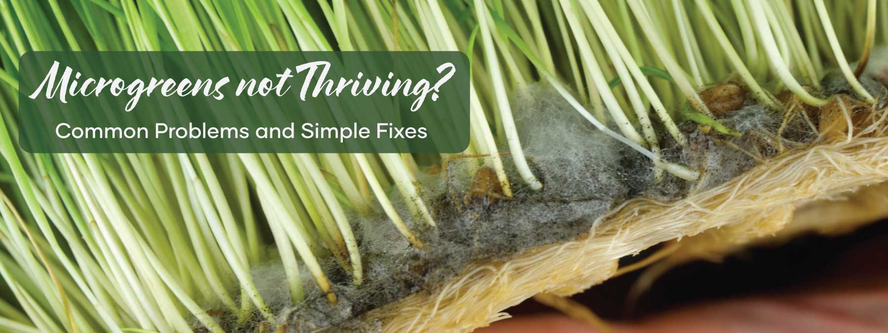 Microgreens not thriving - Troubleshooting | Blog Feature Image | Seedmart Australia