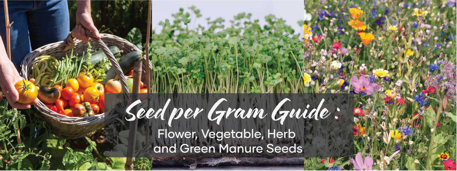 Seed per Gram Guide | Blog Banner | Seedmart Australia