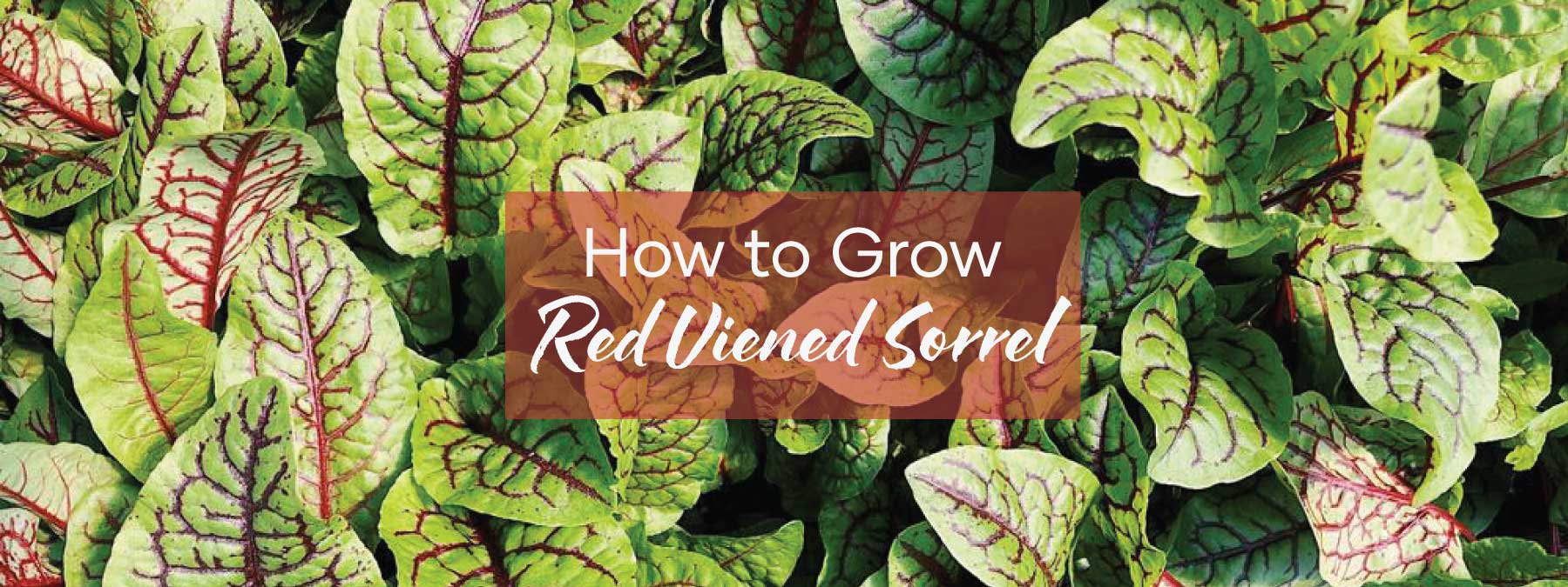 How to grow Red Veined Sorrel | Blog Banner | Seedmart Australia