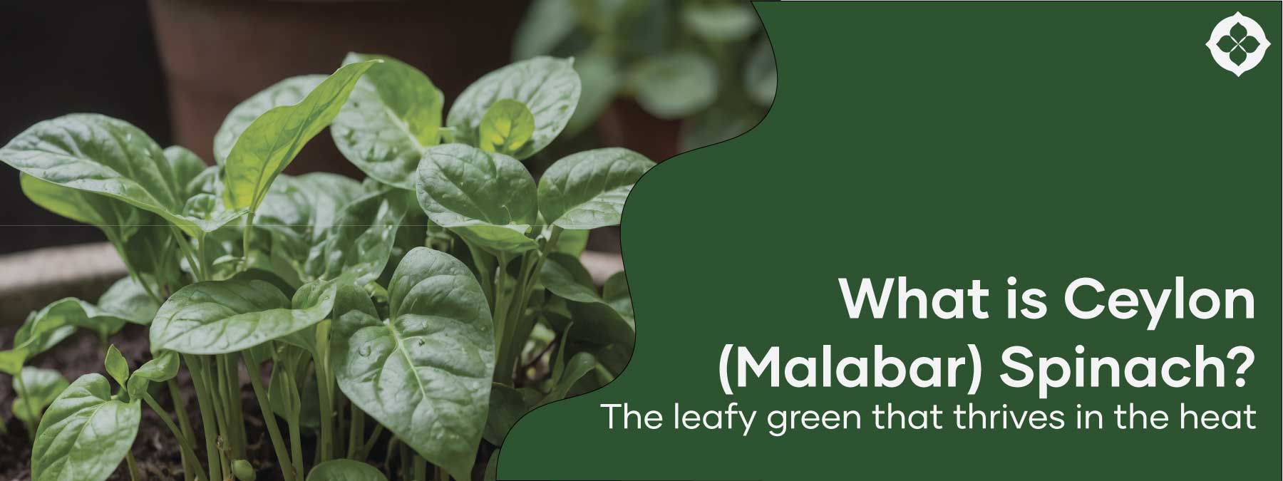 featured header image | Malabar Spinach Basics | Seedmart Australia