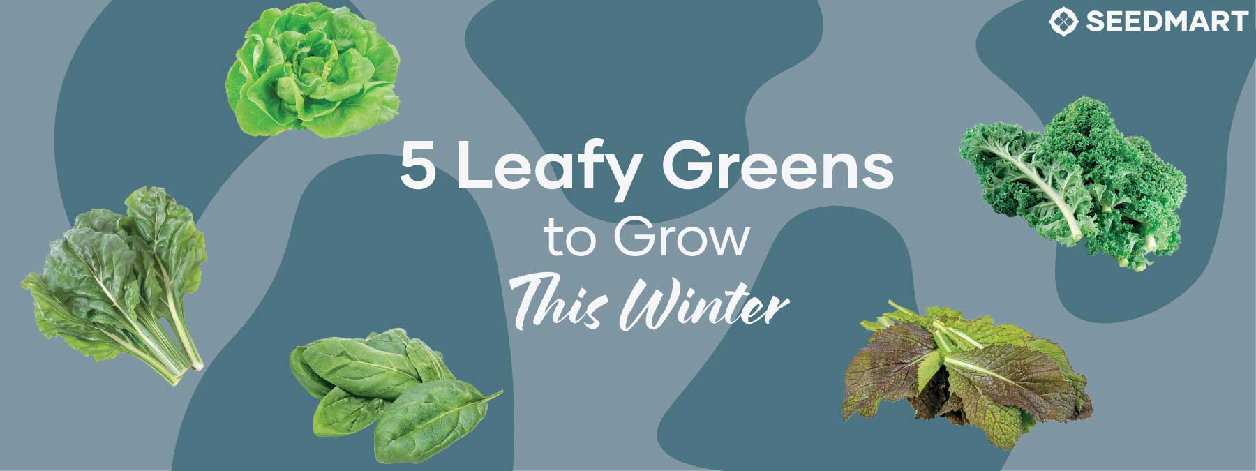 5 Leafy Greens to grow this winter | Blog Banner | Seedmart Australia
