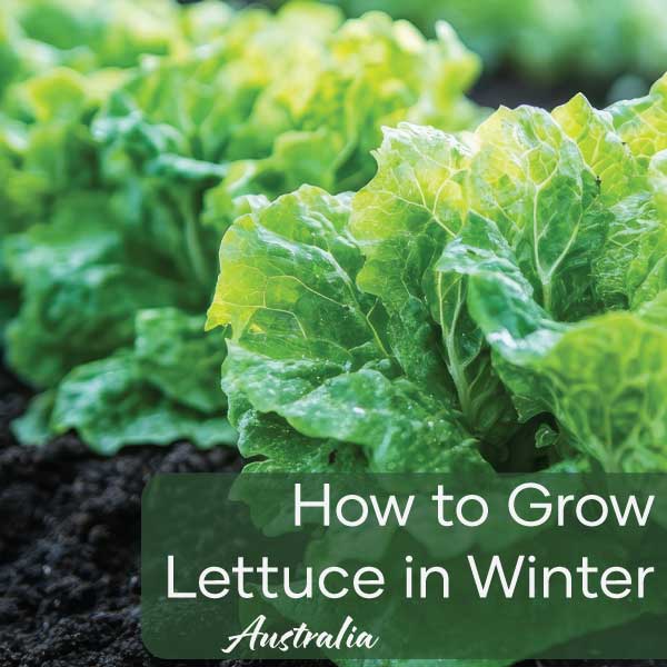 How to Grow Lettuce in Winter | Blog Post | Seedmart Australia