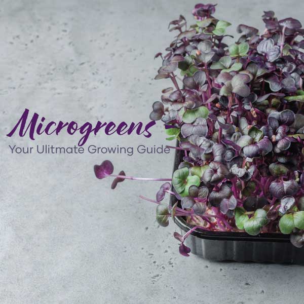 Microgreen Ultimate Growing Guide | Blog Feature Image | Seedmart Australia