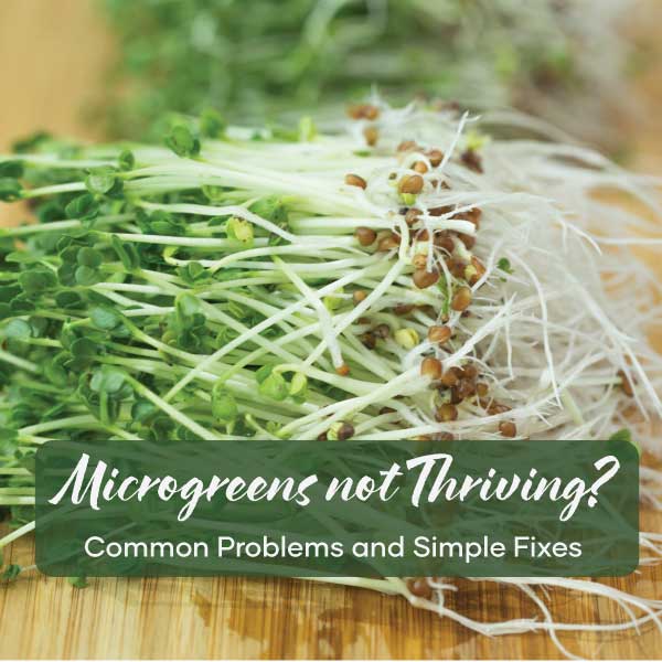 Microgreens not thriving - Troubleshooting | Blog Feature Image | Seedmart Australia