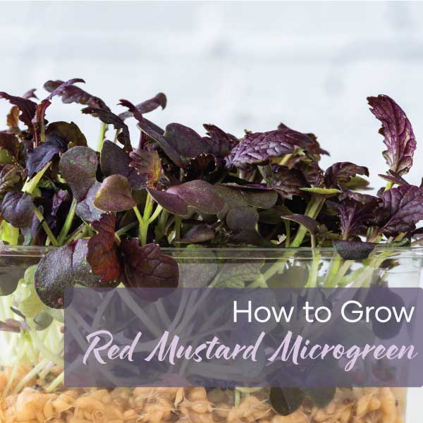 How to grow Red Mustard Microgreen | Blog Feature Image | Seedmart Australia