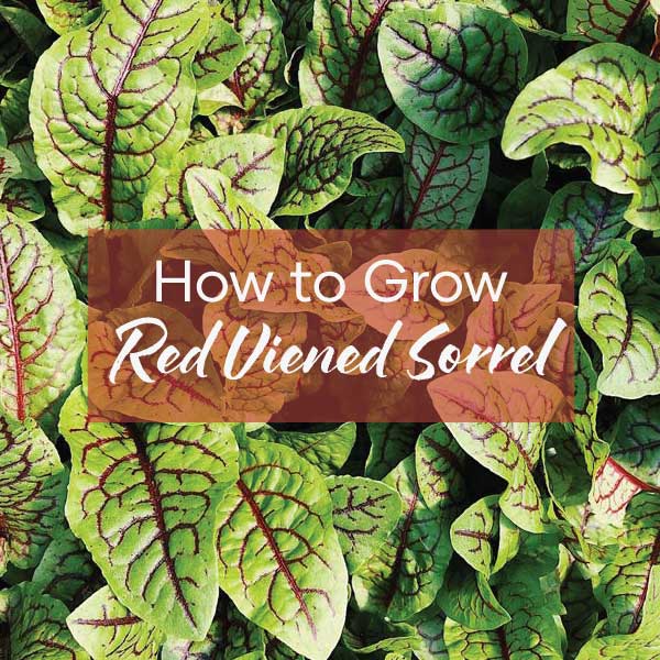 How to grow Red Veined Sorrel | Blog Feature Image | Seedmart Australia