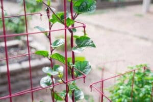 Grow Spinach Malabar on Trellis | Seedmart 