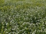 Mustard Radish Biofumigant Seed Mix | Seedmart Australia