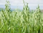 Oats Green Manure Seeds | Seedmart Australia