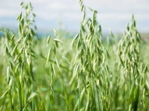 Oats Green Manure Seeds | Seedmart Australia