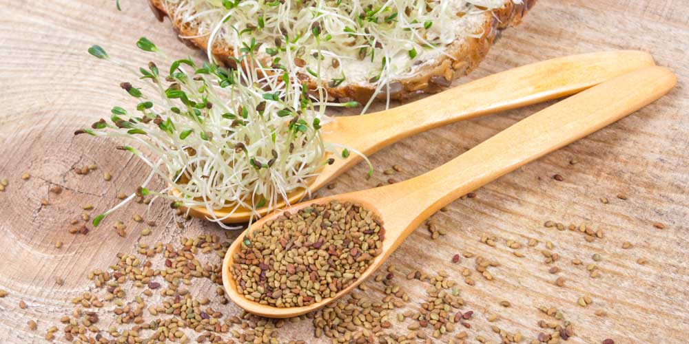 Alfalfa Sprouting Seeds & Sprouts | Seedmart