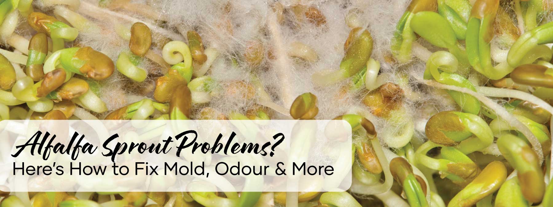 Alfalfa Sprout Problems? Here’s How to Fix Mold, Odour & More | Blog Banner | Seedmart