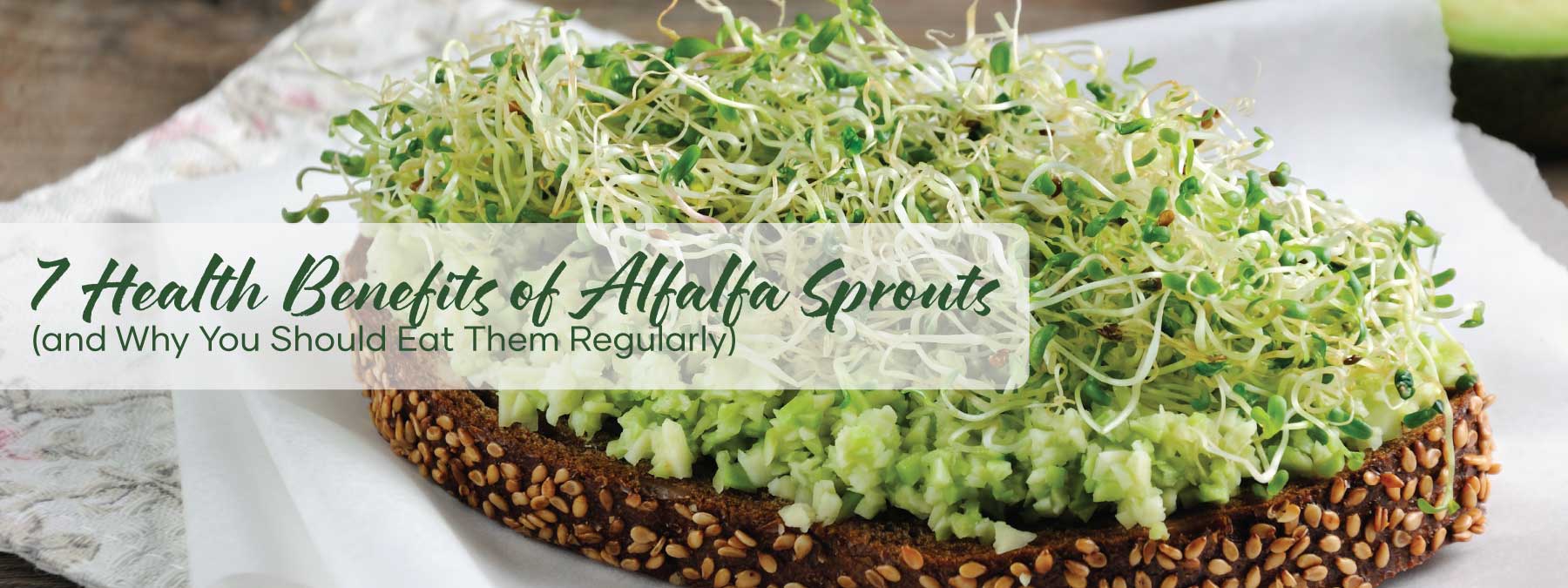 7 Health Benefits of Alfalfa Sprouts | Blog Banner | Seedmart