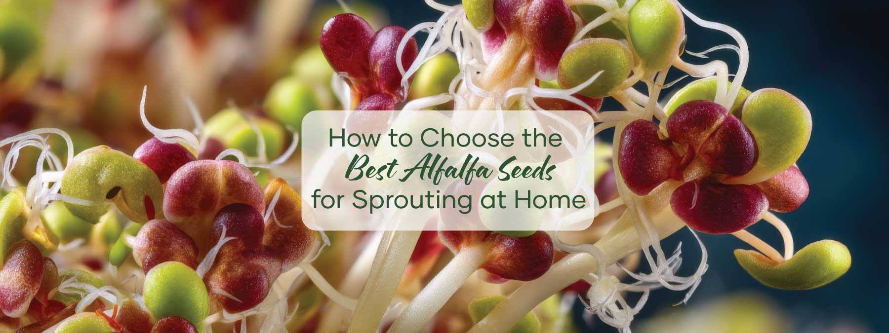 How to Choose the Best Alfalfa Seeds for Sprouting at Home | Blog Banner | Seedmart