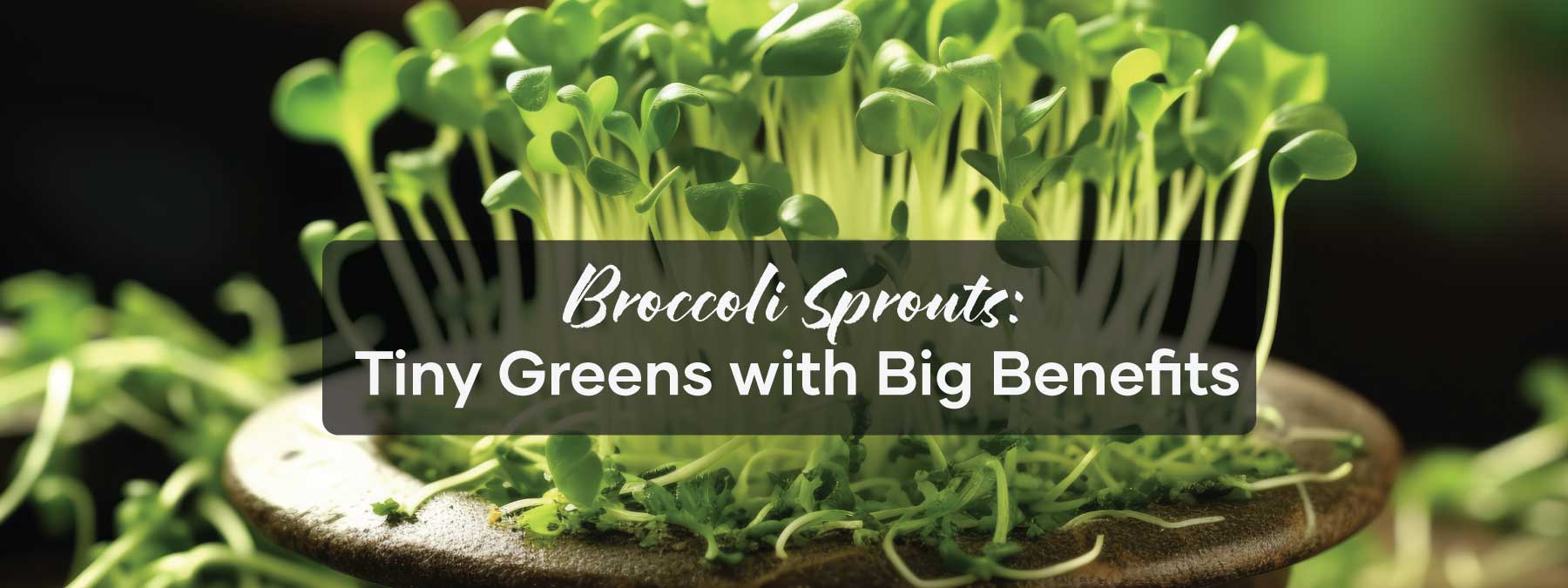 Broccoli Sprouts: Tiny Greens with Big Benefits | Blog Banner | Seedmart Australia