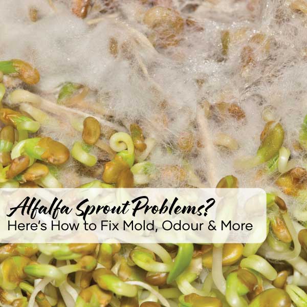 Alfalfa Sprout Problems? Here’s How to Fix Mold, Odour & More | Feature Image | Seedmart