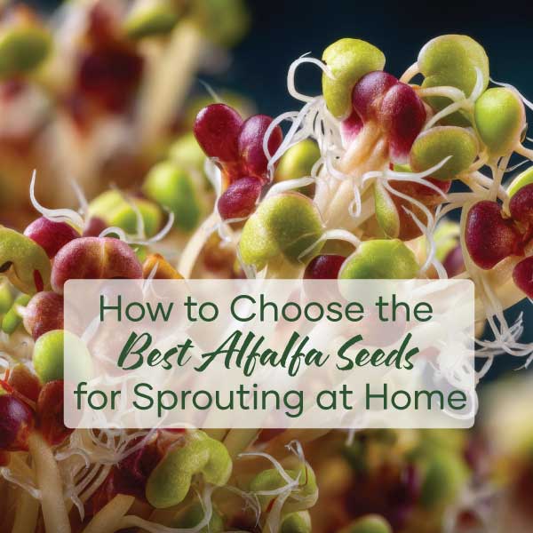 How to Choose the Best Alfalfa Seeds for Sprouting at Home | Feature Image | Seedmart