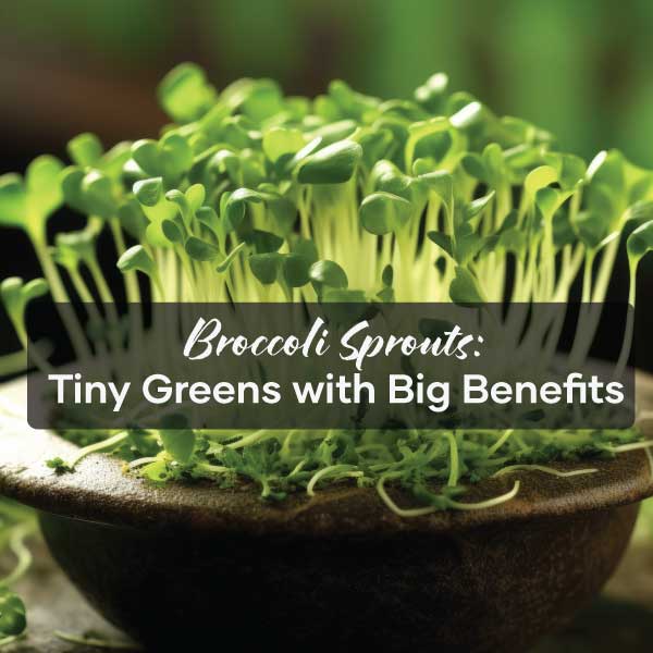 Broccoli Sprouts: Tiny Greens with Big Benefits | Blog Post | Seedmart Australia