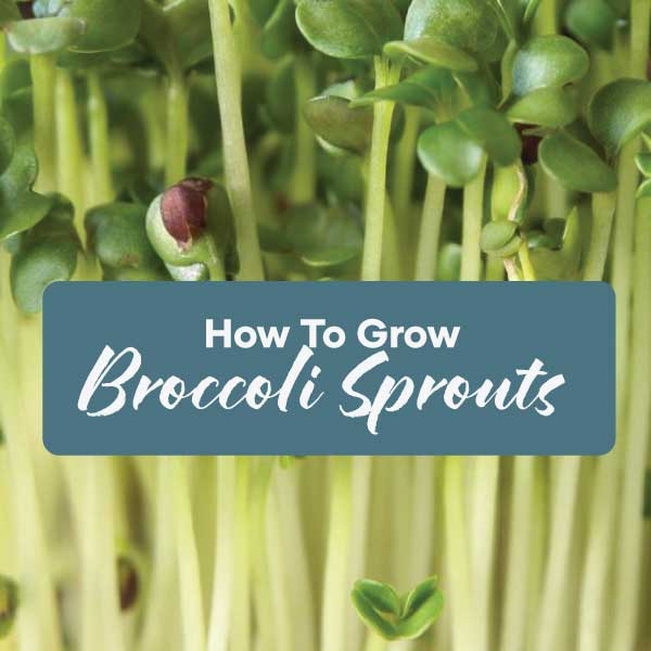 How to Grow Broccoli Sprouts | Blog Post | Seedmart Australia