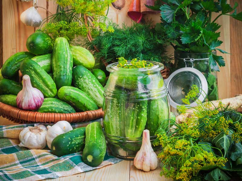 Cucumber Pickling in jars | Seedmart Australia