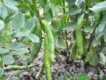 Fava Beans Green Manure Seeds | Seedmart Australia