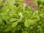 Fenugreek Green Manure Seeds | Seedmart Australia
